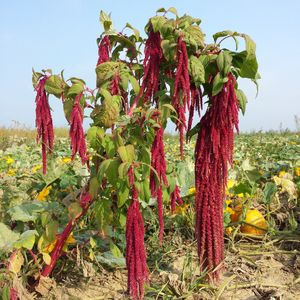 How to Grow and Care for Love-lies-bleeding