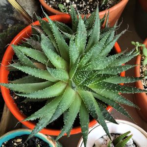 aloe vera watermelon drink ALO Comfort – The ALO Store