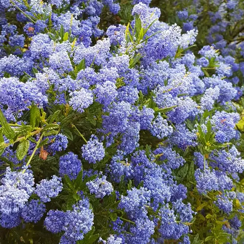 Blaublühende Säckelblume