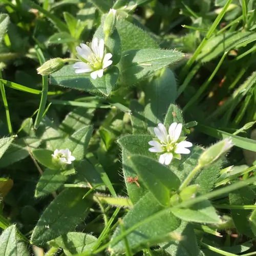 Oreja de ratón (Cerastium fontanum) - PictureThis