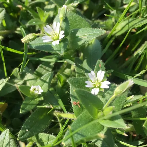 Mouse ear chickweed