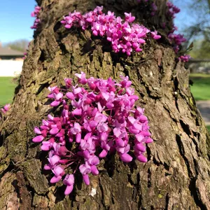 How to Grow and Care for Judas tree