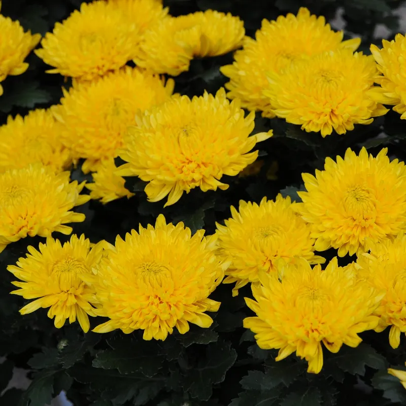 Wie viel Sonnenlicht bentigt ein Garten-Chrysantheme?