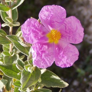 Grey-leaved cistus (Cistus albidus) - PictureThis
