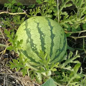 スイカ（西瓜）の判定方法 (Citrullus lanatus)