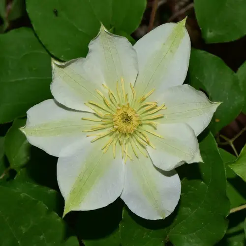 Large-flowered clematis