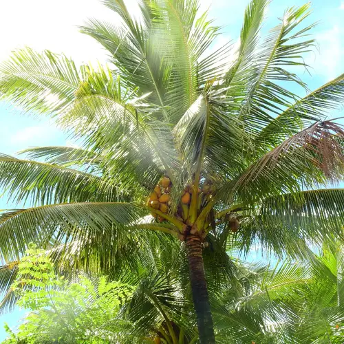 Common coconut palm