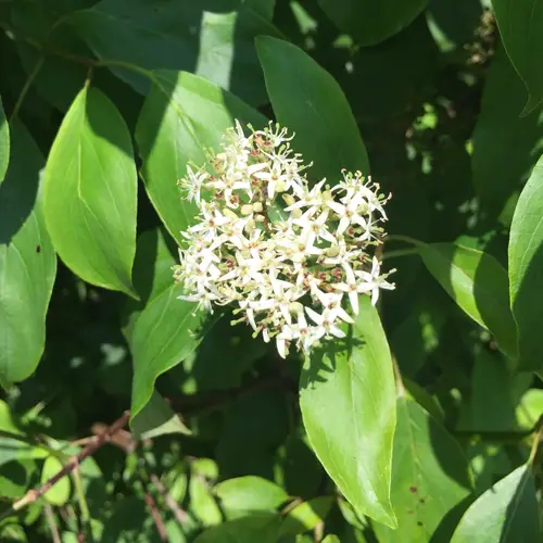 son árboles de cornejo de rápido crecimiento