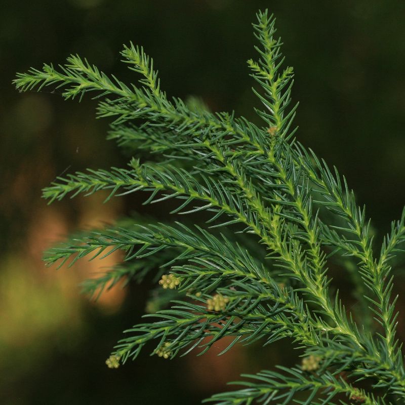Ideal Soil for Japanese red cedar: Tips and Tricks