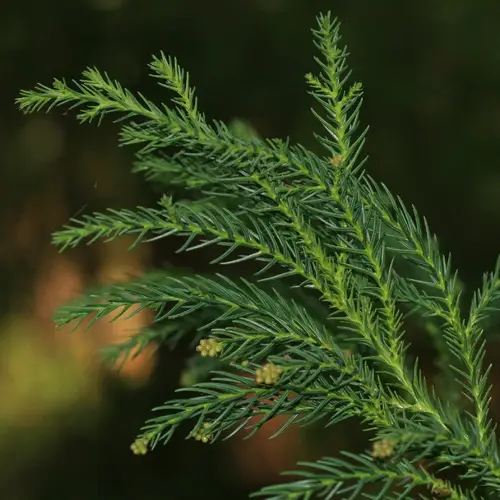 柳杉 (Cryptomeria japonica) 照顧,種植,繁殖,開花時間 - PictureThis