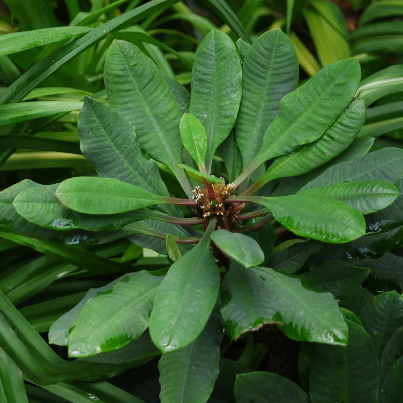 illicium plants Illicium floridanum 'Swamp Hobbit' – Camellia Forest Nursery main image 0