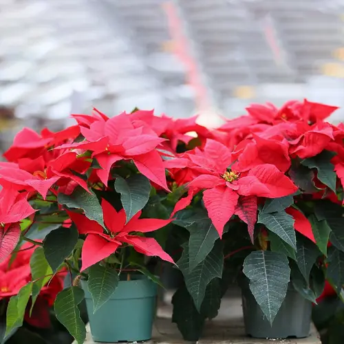 Экспертные советы и рекомендации