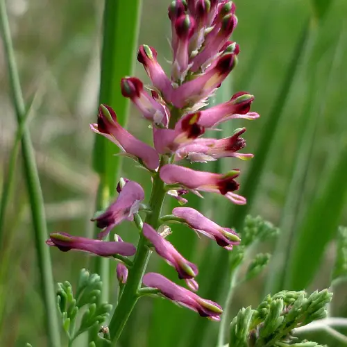 Common fumitory