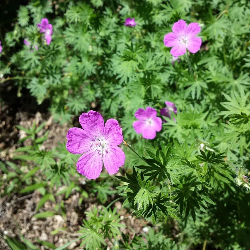 アケボノフウロ（曙風露）はペットに安全ですか？非毒性のインサイト