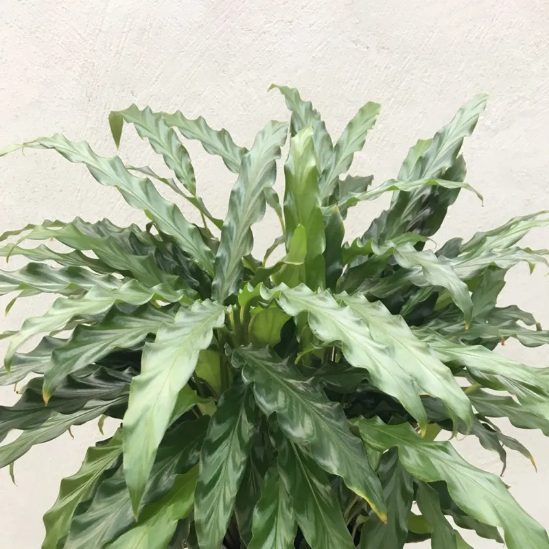 dracena maginata Dracaena Dragon Tree Green, Tree Form main image 1