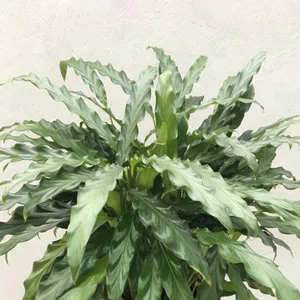 efeutute pinnatum Epipremnum Pinnatum 'Blue Form' (Efeutute)  Foliage Dreams