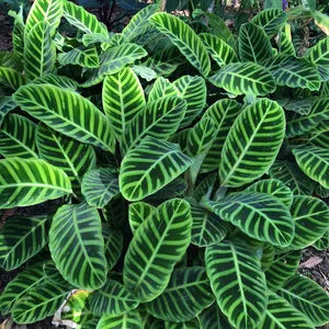 calathea rattlesnake Calathea Rattlesnake – Hey Rooted