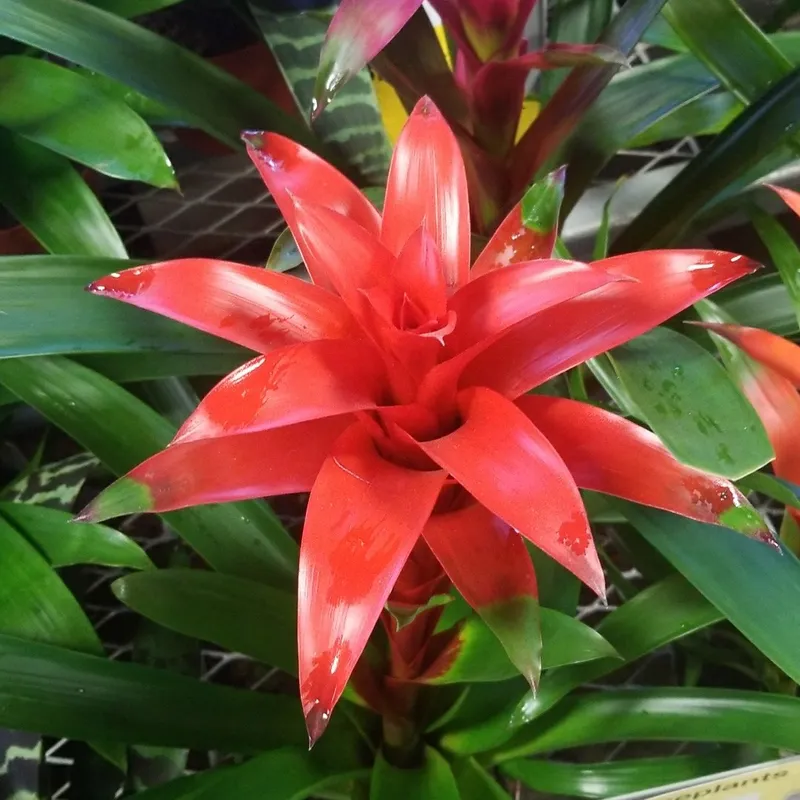 Alles ber die Bedeutung und Sprache der wunderschnen Guzmania-Blume