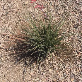 How to identify Red yucca (Hesperaloe parviflora)