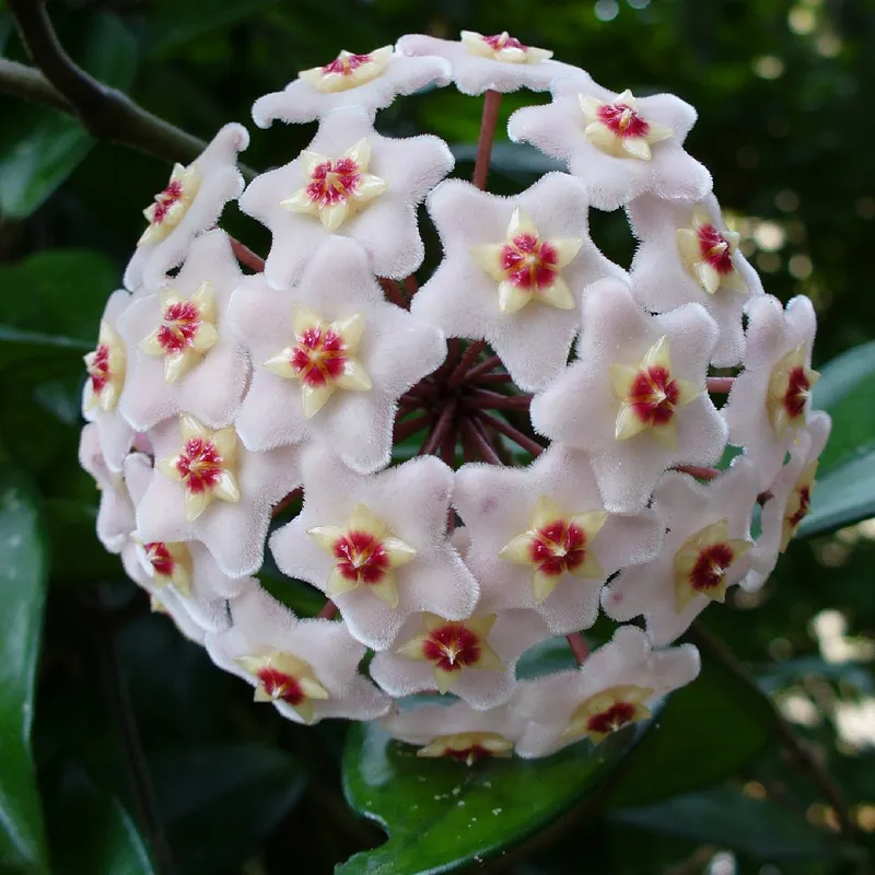 Warum Porzellanblume für Sukkulentengärten wählen?