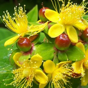 How to Grow and Care for Tutsan