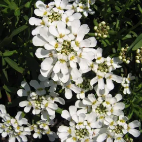 How to identify Evergreen candytuft (Iberis sempervirens)