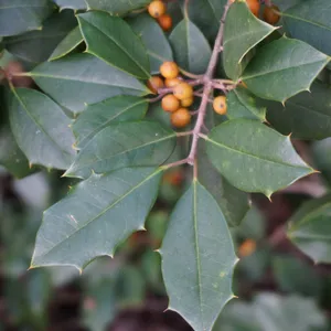 heidelbeeren welcher dünger Purgrün Bio-Heidelbeerdünger 1 Liter main image 1