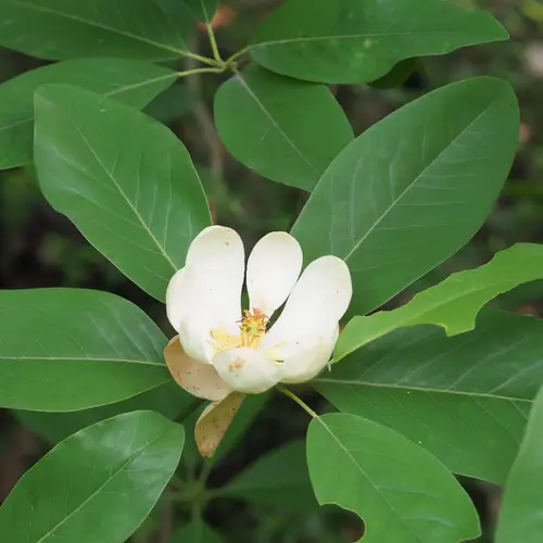 Magnolia Palustre
