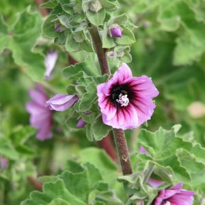 Malva arbórea - Malva arborea (Cuidado, Características, Flor, Imágenes)