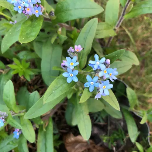 Woodland forget-me-not