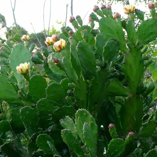 Drooping prickly pear