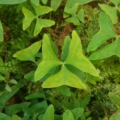 Oxalis à larges feuilles