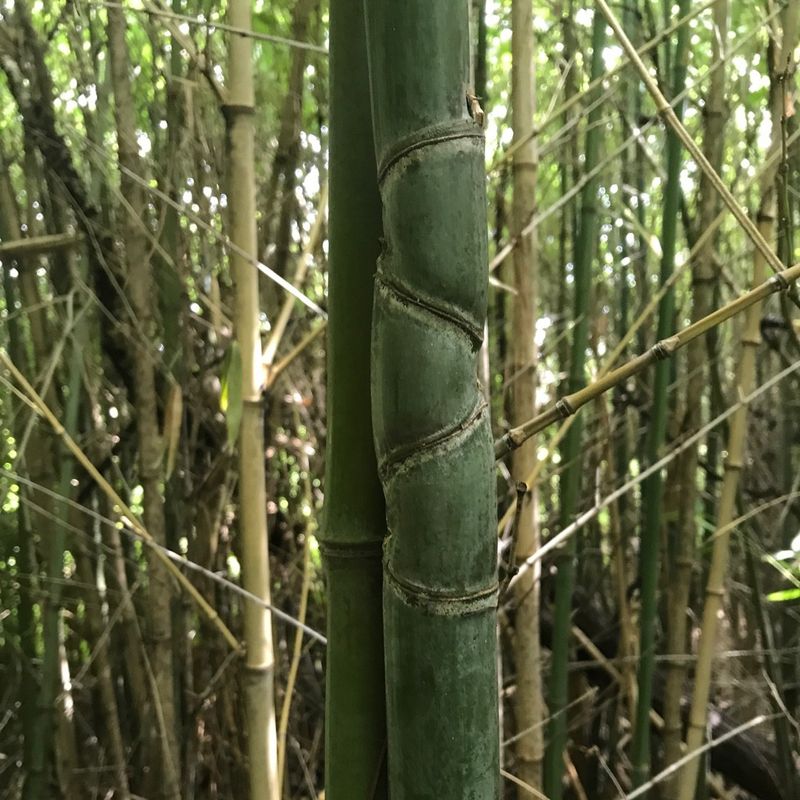 ホテイチク（布袋竹）に最適な土壌は何ですか？
