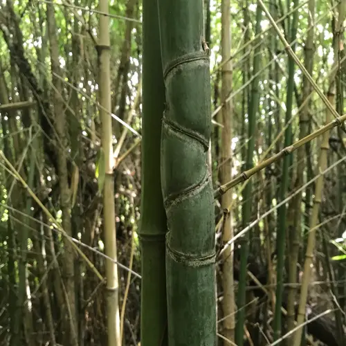 Gyllene Bambu