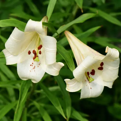Lilium brownii var. viridolo