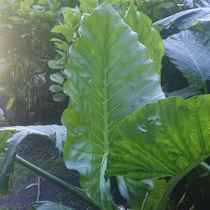 Riesenblttriges Pfeilblatt - Alocasia macrorrhizos (Pflege, Merkmale,  Invasiv, Bilder)