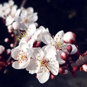 Kirschpflaume Prunus Cerasifera - 20+ Samen
