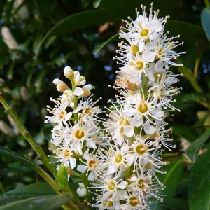 portugiesischer kirschlorbeer / prunus lusitanica angustifolia Portugiesischer Kirschlorbeer (Prunus lusitanica 'Angustifolia') | 120 cm  Fertighecke
