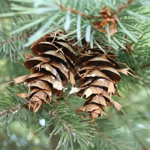 Common douglas-fir