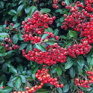 Scarlet firethorn - Pyracantha coccinea (Care, Characteristics, Flower,  Images)