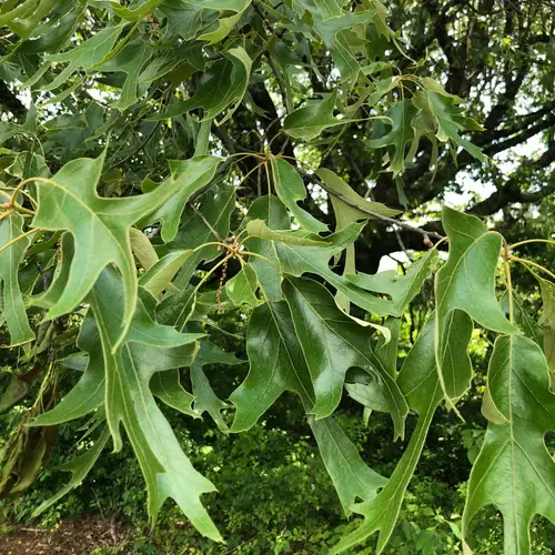 Chêne à feuilles falciforme