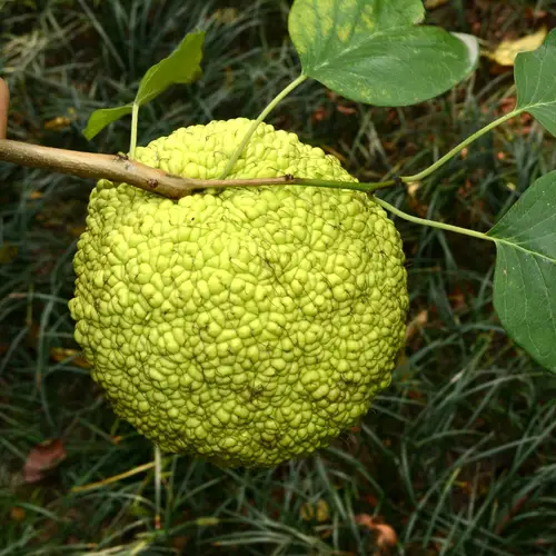 How to Plant and Grow Post oak(Quercus stellata)