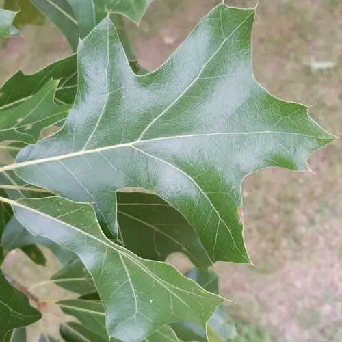美洲黑櫟