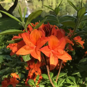 Wie man Flammenalpenrose anbaut und pflegt