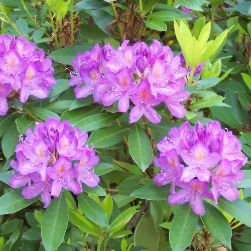 Pontic rhododendron