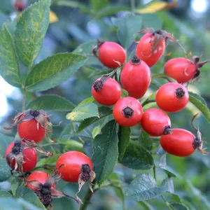 How to Prune Dog rose