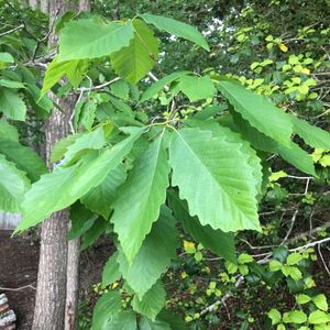 Encino castaño - Quercus montana (Cuidado, Características, Simbolismo ...