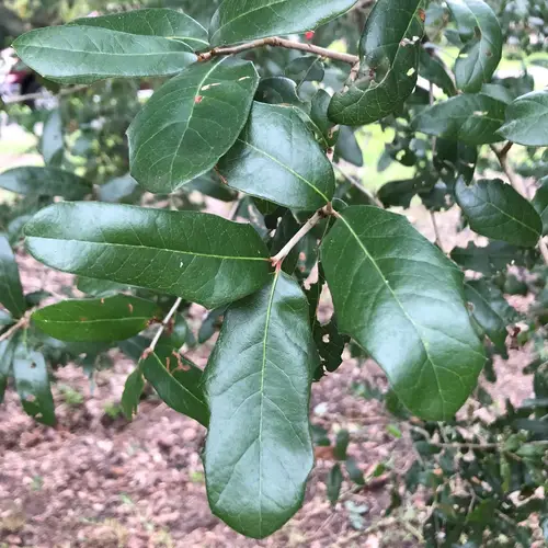 Quercus Fusiformis