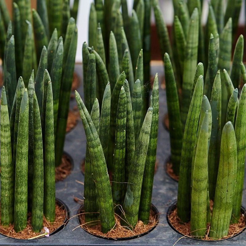 Quali problemi riguardano il Sansevieria cylindrica?