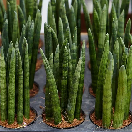 a planter's tray filled with small sansevieria cylindrica plants with green cylindrical leaves
